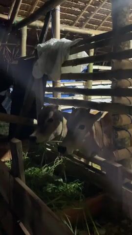 A video shows two light brown cows in a wooden pen. The pen is constructed of rough-hewn wooden posts and rails. The ceiling of the pen appears to be made of thatch or similar natural material, supported by bamboo poles. A white cloth hangs from the ceiling. Blue tarps are visible in the background. The cows are facing forward and eating green grass from a trough within the pen. The lighting suggests it is nighttime or dusk, with some artificial light illuminating the scene. The overall impression is of a rustic, rural setting.