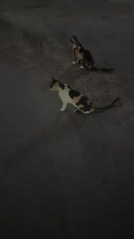Two calico cats are sitting on a dark asphalt surface. The cat in the foreground is facing left and looking towards the camera. The cat in the background is facing away from the camera and looking up and to the right. The lighting is dim, suggesting it is nighttime or dusk, and casts faint shadows on the ground.