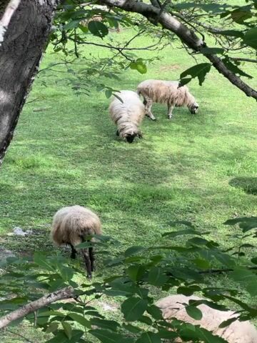 The video shows a flock of sheep grazing in a grassy field. The camera is positioned behind a tree with green leaves, offering a slightly obscured view of the sheep. The sheep are predominantly white with some having black markings on their faces and legs. They are scattered across the green field, heads down, eating grass. In the background, there is a wooden structure or fence. The environment appears to be a rural or pastoral setting. The lighting suggests it is daytime with sunlight filtering through the trees.