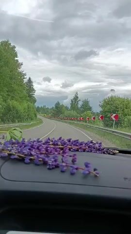 This is a POV shot from inside a vehicle, looking out through the windshield. In the foreground, on the dashboard, is a cluster of purple lupine flowers. The road ahead is paved and curves gently to the left, bordered by green trees and foliage on either side. A series of red and white road signs, indicating curves, line the right side of the road. The sky is overcast with gray clouds. The vehicle is moving forward.