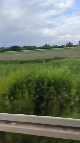 The video shows a landscape viewed from a moving vehicle.  A field of bright green grass stretches across the foreground, punctuated by occasional red flowers. Beyond the grass is a cultivated field, brown in color, and further back are trees against the horizon under a cloudy sky.  Electrical poles are visible as the camera moves.
