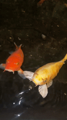 Colorful koi fish observed in ornamental pond in Essen