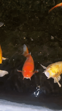 Colorful koi fish observed in ornamental pond in Essen