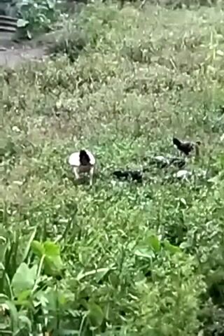 The video shows a chicken and several chicks in a grassy area. The chicken is light brown and white and is walking towards the right side of the frame. The chicks are small and dark, and they are clustered around the chicken. The grass is green and lush, and there are some plants in the background. The lighting suggests it is daytime.