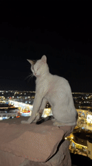 Rooftop night views in Sharm El Sheikh, city lights and a resident cat