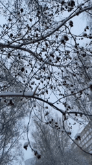 Yekaterinburg resident documents quiet afternoon with pet poodle, snow