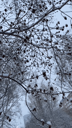 Yekaterinburg resident documents quiet afternoon with pet poodle, snow