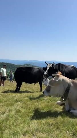 The video shows a rural mountainous landscape on a clear sunny day. In the foreground, three cows are visible on a grassy hill. The cow on the right is light brown and lying down, facing left. A black and white cow stands behind it, facing left, with its head lowered. To the left, a solid black cow stands facing away from the camera, with its rear end visible. In the background, several people are standing on the hillside. The landscape features rolling green hills and mountains under a bright blue sky.
