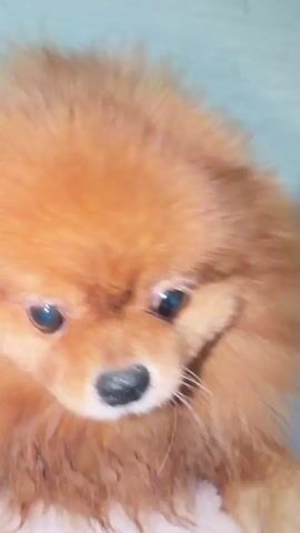A pomeranian dog is captured on video. The dog is a light brown or orange color. The dog's movement is blurry, suggesting it is either moving quickly or the video is shaky. In some frames, the dog's face is visible with its eyes and snout. In one frame, the dog is lying on its back, exposing its belly. The background appears to be a light-colored floor.