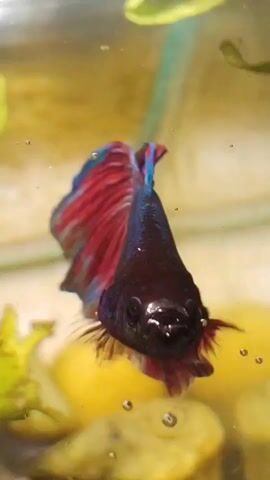 A close-up, vertical shot captures a dark-colored betta fish with red and blue fins swimming in a tank. The fish is positioned diagonally, with its head on the left and its tail curled to the right. Several small bubbles are visible in the water, and some appear to be attached to the fish's body and fins. Green aquatic plants and yellow decorations are visible in the blurred background, along with a bright light source reflecting at the top of the frame. The lighting is dim, creating a somewhat murky environment. The video appears to be a still frame from a larger clip, with no discernible action or movement.