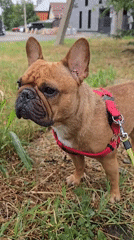 French Bulldog and snails share a dry Krasnodar lawn