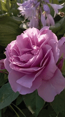 Garden morning in Radisne: roses, a cat, and quiet outdoor life