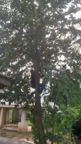 A man is climbing a tree. The man is wearing dark clothes and blue jeans. The tree has a thick trunk and green leaves. There is a building in the background. The sky is overcast.
