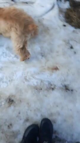 The video depicts a small tan-colored dog walking around in a snowy area. Initially, the dog sniffs and paws at a chunk of snow. Then, the video cuts to a person using a snow shovel to move snow. The dog remains in the background during this activity. The setting appears to be an outdoor area, possibly a yard, with a wooden fence visible in the background. There is also some dry grass peeking through the snow. The ground is a mix of snow and dirty ice. The person is wearing black pants and black boots.