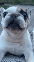 French Bulldog Captured on Video in Perushtitsa, Bulgaria