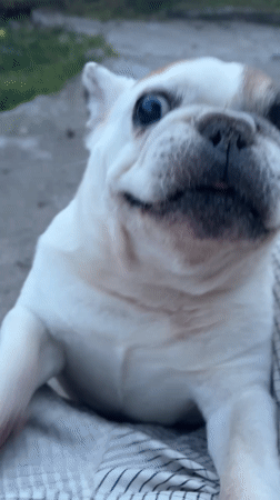 French Bulldog Captured on Video in Perushtitsa, Bulgaria