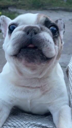 French Bulldog Captured on Video in Perushtitsa, Bulgaria