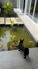 Black dog with red collar watches fish in water feature