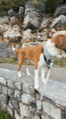 Dog walker documents scenic Montenegro coastal evening stroll
