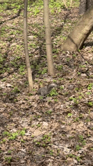 Gray squirrel spotted foraging in Moscow forest near waterway