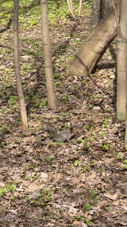 Gray squirrel spotted foraging in Moscow forest near waterway