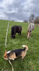 Corgi and horses documented across German countryside locations