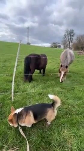 Corgi and horses documented across German countryside locations