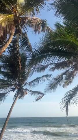The video shows a close-up view of palm trees against a bright blue sky. The fronds of the palm trees are green and rustling. In the background, the ocean is visible with gentle waves crashing on the shore. The scene is serene and appears to be taken on a sunny day.