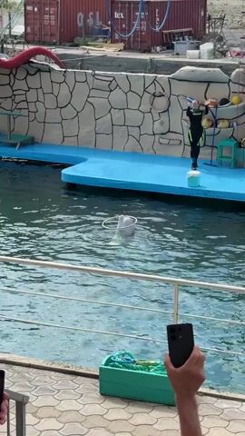 A white beluga whale is in a pool of water, with a silver hula hoop resting around its neck and head. In the background, a person wearing a black and green wetsuit stands on a white cube positioned on a blue platform, holding a large hoop in one hand and two sticks in the other. A stone-patterned wall forms the backdrop behind the platform, with distant construction visible. In the foreground, a person's hand holds a black smartphone vertically, filming the scene. Metal railings are partially visible at the bottom of the frame.