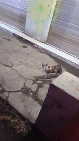 A calico cat stands on a concrete surface near a closed metal roll-up door. The cat is facing the camera and appears to be looking at the person filming. The ground is wet in some areas, and there is some green grass growing near the bottom of the frame. A dark, rectangular object is in the lower right corner of the frame. The lighting is dim, suggesting it may be evening or night.