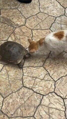 A white and orange cat interacts with a dark-shelled tortoise on a patterned, light brown tiled floor. The cat, exhibiting curiosity, approaches the tortoise and repeatedly sniffs its head and neck area. The tortoise remains largely still throughout the interaction, showing no signs of distress, occasionally extending and retracting its head slightly. In the background, a person's foot in a black shoe is briefly visible in the top left corner. A voice can be heard speaking Russian, asking "Why so close?" and "Do you want to pet the turtle?", followed by "Let's go." The setting appears to be an indoor or covered outdoor area, possibly a patio, with bright daytime lighting.
