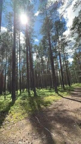 The video shows a point-of-view perspective of someone walking through a forest. Tall pine trees dominate the scene, with sunlight filtering through their branches, creating dappled shadows on the ground. The forest floor is covered in lush green undergrowth, likely moss and small plants. A dirt path is visible to the left of the frame. The sky is blue with some scattered white clouds. The camera moves slowly as the person walks, giving a sense of immersion in the natural environment. There are no other people or animals visible in the video. The audio is a person speaking in Russian.