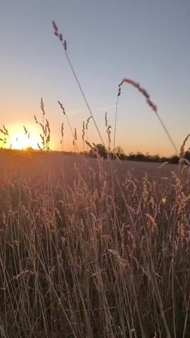 This is a vertical, close-up video of tall, dry grass in a field with the sun setting in the background. The grass is golden and brown, with some stalks silhouetted against the bright orange and yellow glow of the sun. The sky is a pale blue, with a gradient of colors as it transitions to the horizon. The scene is peaceful and serene, with a gentle breeze rustling the grass.
