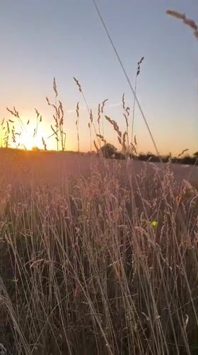 Golden hour light through dry grass, Wittislingen
