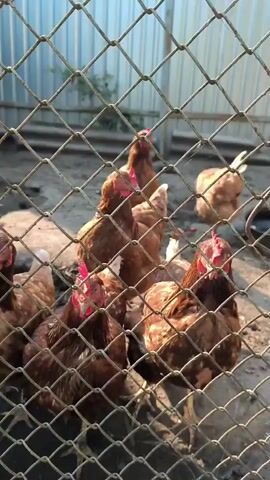 The video shows a flock of chickens behind a chain-link fence. The chickens are mostly brown with some lighter coloring. They are in an outdoor enclosure with dirt or sand on the ground. A corrugated metal fence is visible in the background, and there is some greenery on the left side. The chickens appear to be pecking at the ground and looking around. The sun is shining, casting shadows.