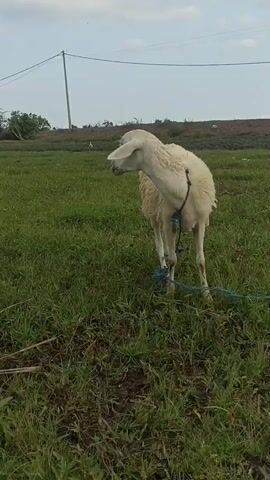 A sheep stands in a grassy field, tied with a blue rope. The sheep is facing forward and looking at the camera. The background is a cloudy sky and a distant treeline. The sheep blinks its eyes several times.