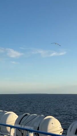 The video shows a scenic view from a vessel on the water. The foreground is dominated by the white exterior of lifeboats. The middle ground features the dark blue expanse of the sea, stretching to the horizon. Above the sea, the sky is a clear, pale blue with a few wispy clouds scattered across it. A single seagull is captured mid-flight, soaring gracefully against the vast sky. The overall impression is one of open space and tranquility, with the natural elements of sea and sky taking center stage.