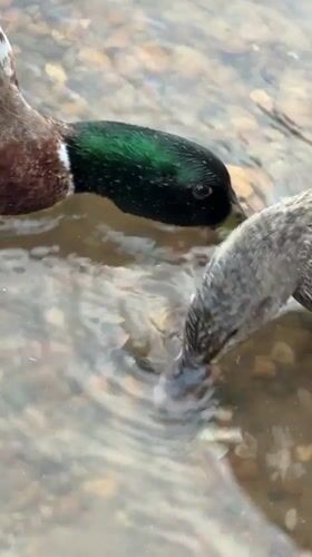 Mallards foraging at a calm riverside spot in Chaikovsky