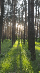 Woman films forest walk near Vladimir, Russia