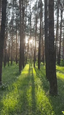 Woman films forest walk near Vladimir, Russia