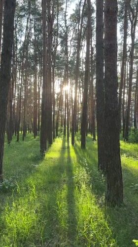 Woman films forest walk near Vladimir, Russia