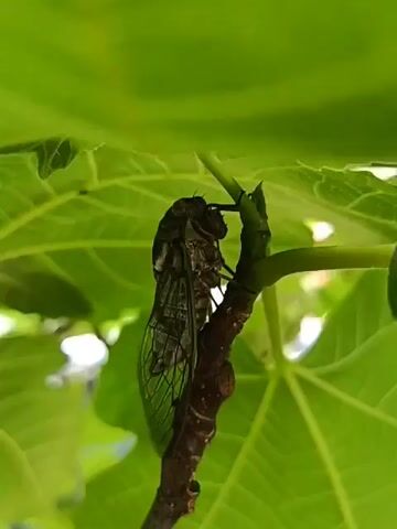 The video shows a close-up view of a cicada on a branch, surrounded by lush green leaves. The cicada, a dark-colored insect with transparent wings, is perched on a thin brown branch. The leaves are large and veined, creating a backdrop of vibrant green. The camera focuses on the cicada, providing a detailed look at its features. The lighting suggests an outdoor setting, likely during the daytime, with sunlight filtering through the leaves. The overall impression is one of nature's intricate details captured in a still moment.