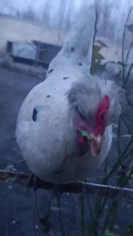 A white chicken with black speckles and a tufted grey head sits on a metal railing. A person holds a green leaf in front of the chicken, and the chicken pecks at it. The background is blurred, suggesting an outdoor setting with plants and possibly a building in the distance.