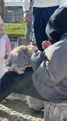 Visitors document animals at Pokhodkino petting zoo facility