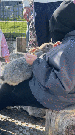 Visitors document animals at Pokhodkino petting zoo facility