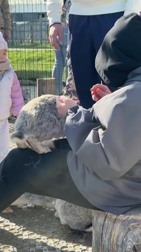 Visitors document animals at Pokhodkino petting zoo facility