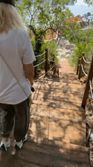 Morning coastal walk with dog observed in Petrovac, Montenegro