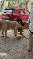 Dog investigates wood piece on Tel Aviv pavement