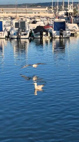 The video shows a waterfront scene with several boats docked along a pier.  The water reflects the boats and the sky, creating a mirror-like effect. A few seagulls are visible in the water; they take flight and move around near the surface. One seagull flies from the water, creating a splash.