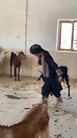 A young boy wearing a black turban and a dark robe with white trim is dancing in a dusty, concrete enclosure filled with goats. The boy is in the center of the frame, facing away from the camera and towards the right, with his arms extended and his body in motion. Several goats of various colors, including white, brown, and black, are scattered around the enclosure, some standing and some lying down. The walls of the enclosure are white and stained, and a window is visible on the right side. The floor is dirty with some puddles and debris. The lighting appears to be natural, coming from the window and possibly overhead.